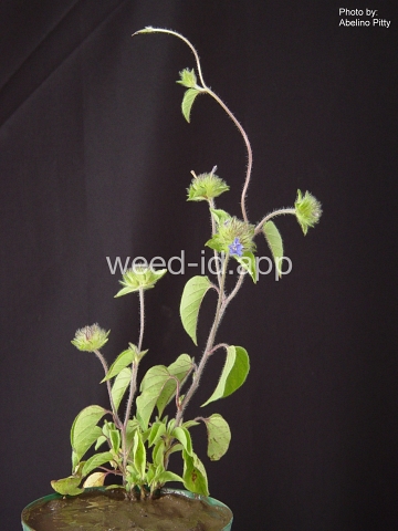 morningglory, smallflower
